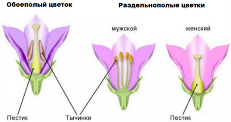 Пестик и тычинка картинки