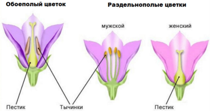 Пестик и тычинка фото схема