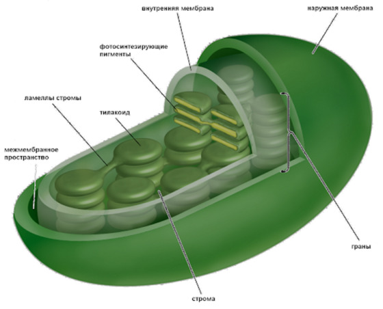Хлоропласт рисунок егэ